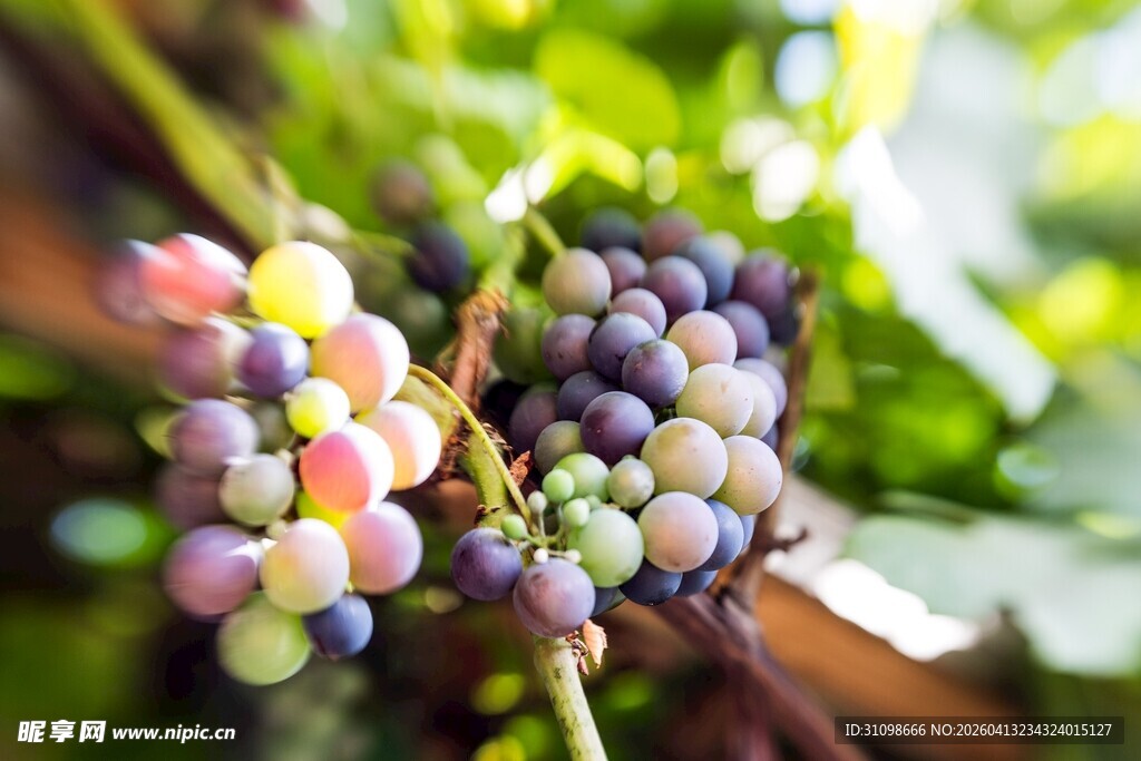 多彩葡萄串