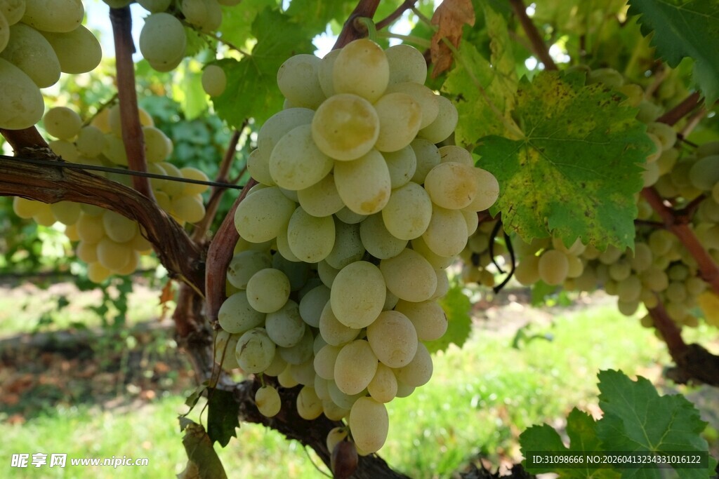 枝头白玉葡萄