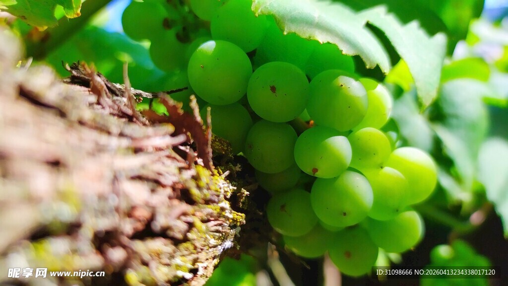 新鲜葡萄挂于翠绿藤蔓间