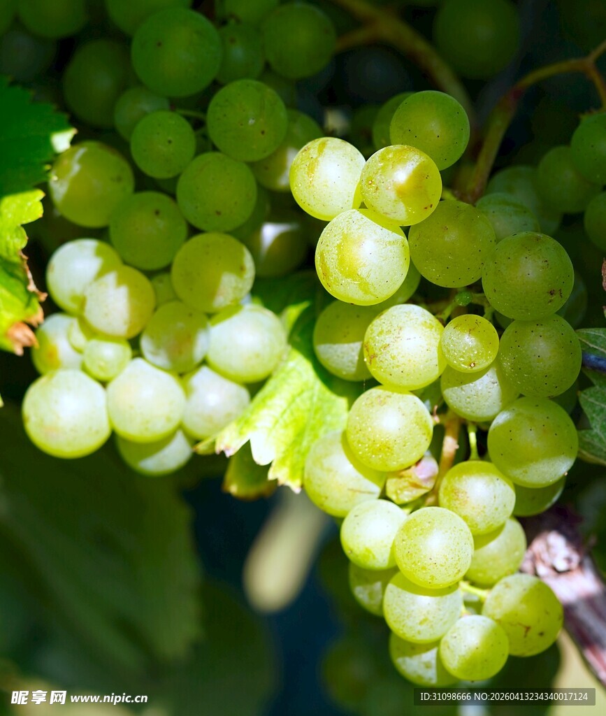 晶莹绿葡萄挂于枝头