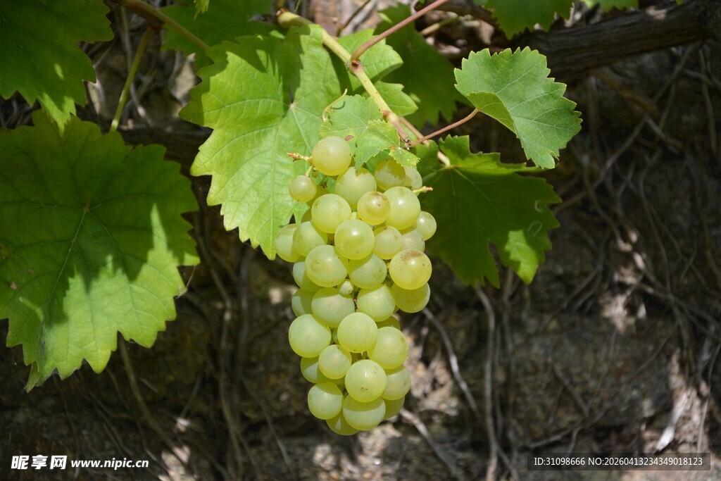一串鲜嫩的绿葡萄