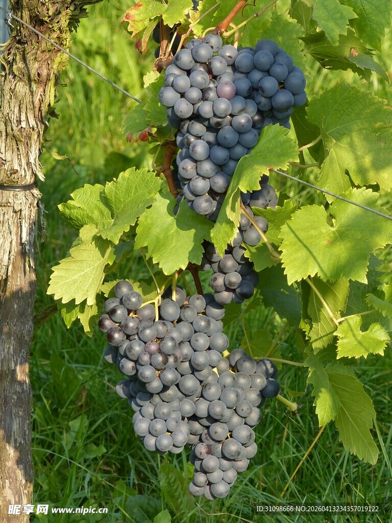 葡萄藤上饱满的紫葡萄
