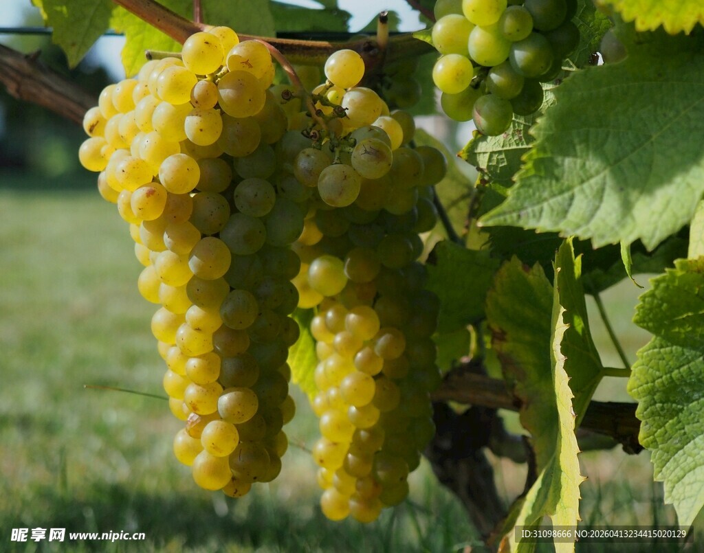 枝头黄葡萄