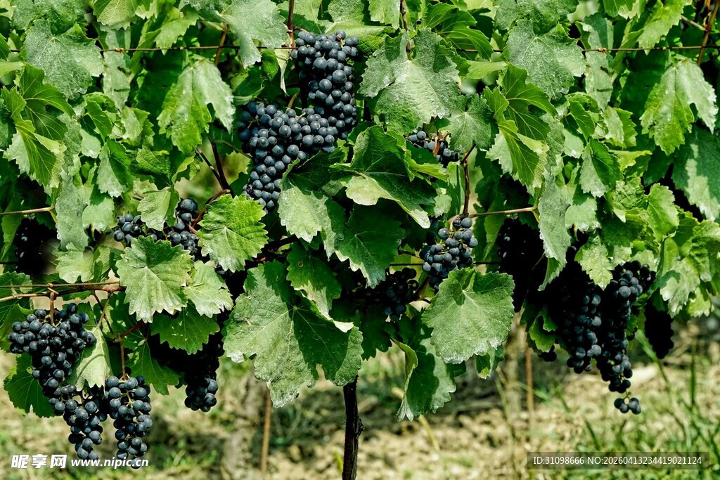 葡萄藤上挂满紫葡萄