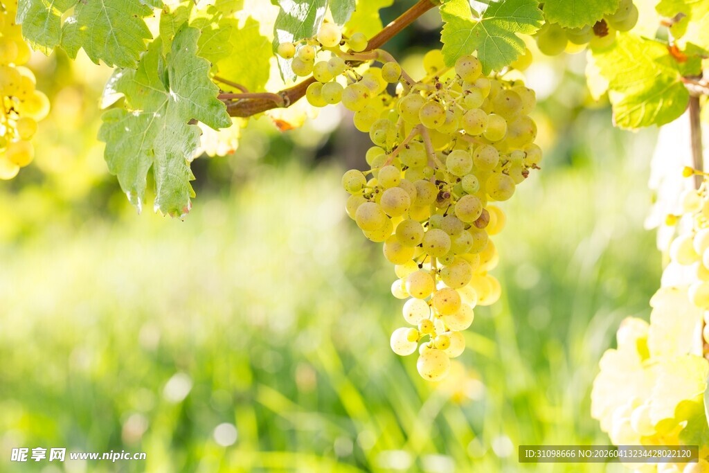 阳光下的金黄葡萄串