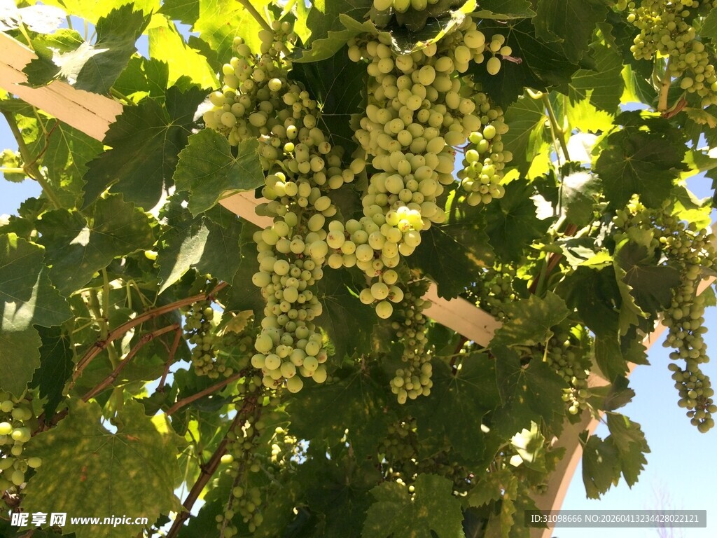 葡萄藤下串串青葡萄