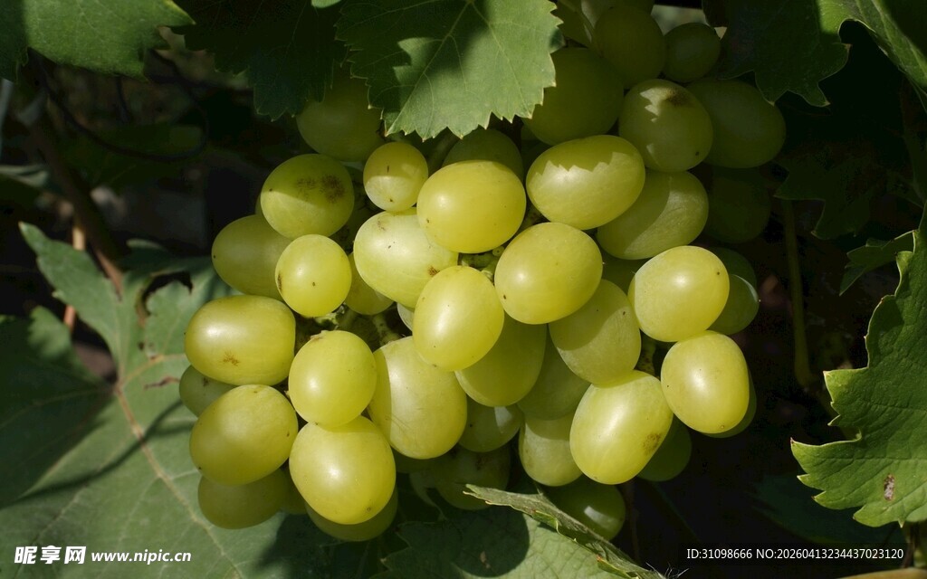 一串鲜嫩的绿葡萄