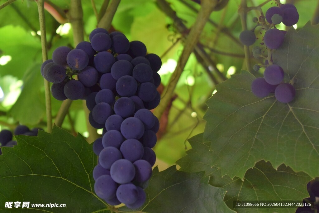 紫葡萄挂在绿叶间