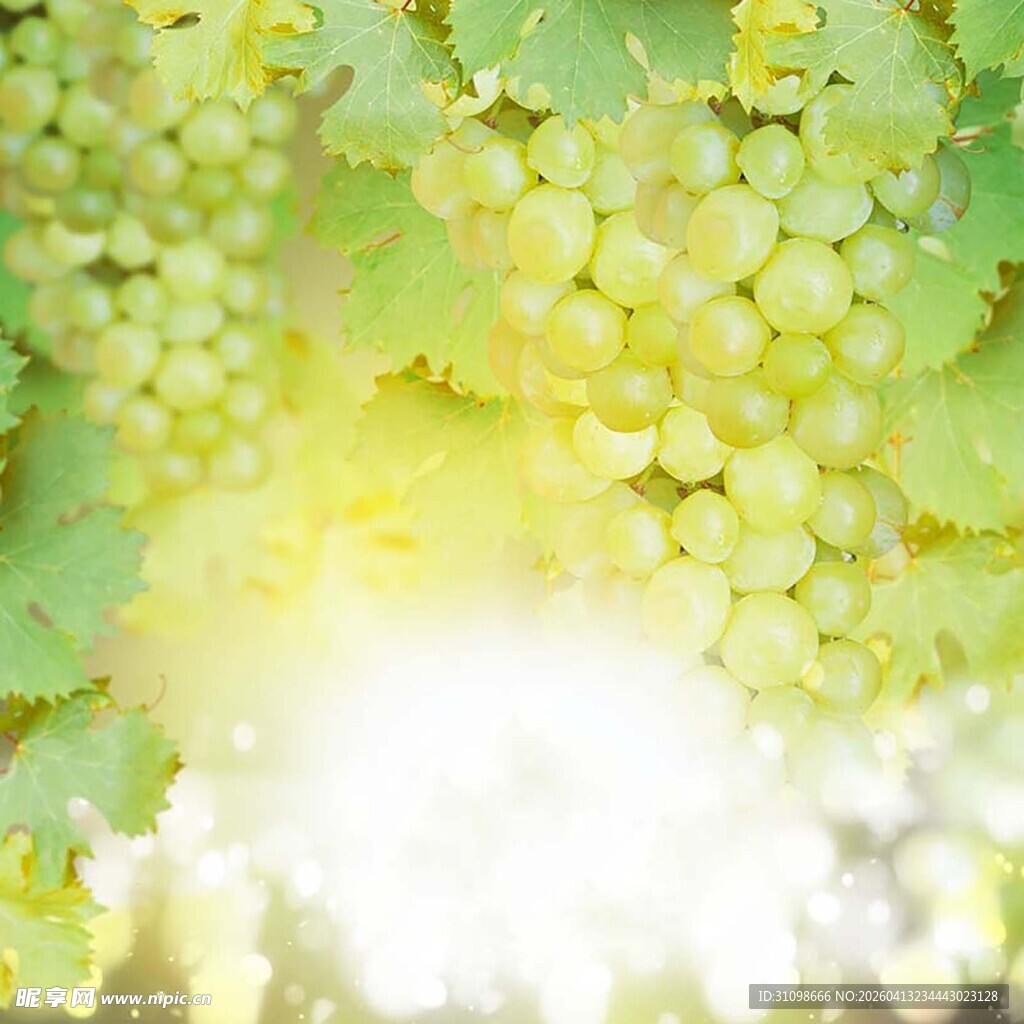 阳光下的鲜嫩绿葡萄