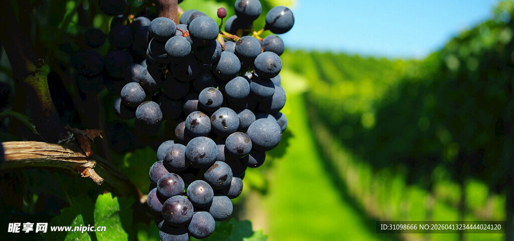 葡萄藤上饱满的紫葡萄