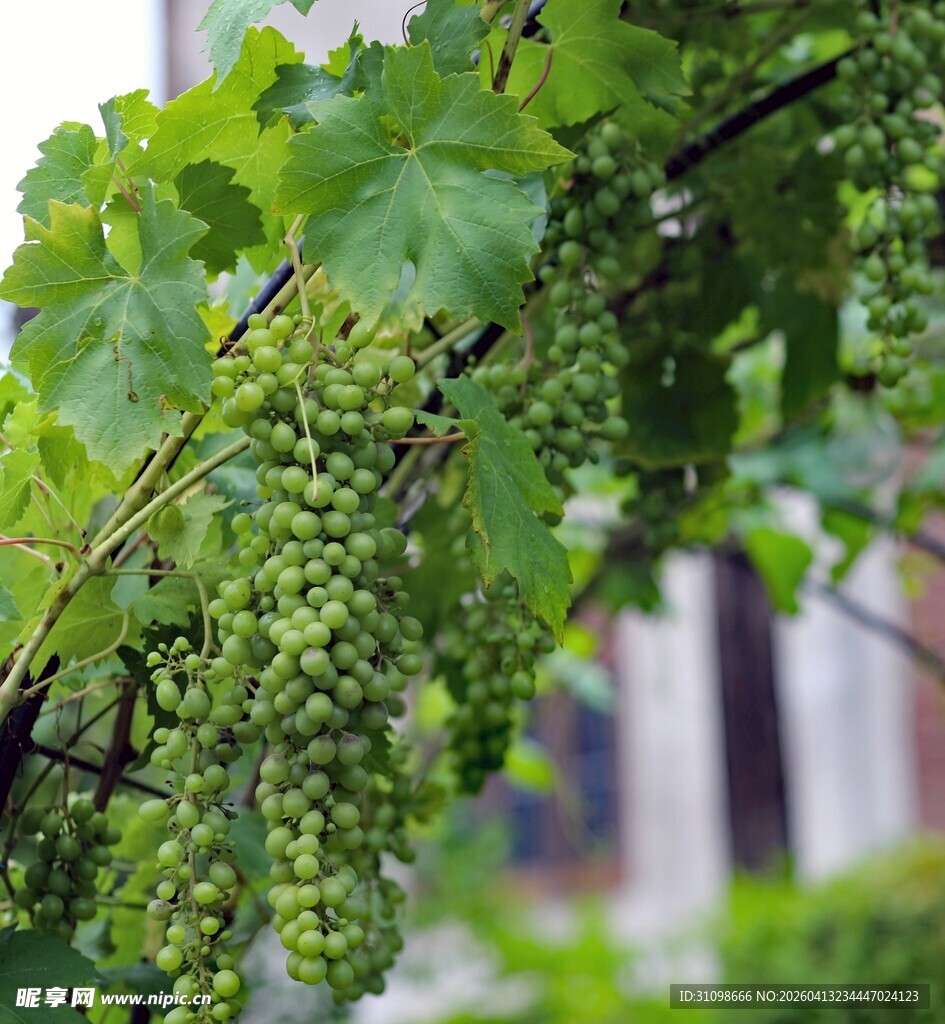 枝头青葡萄