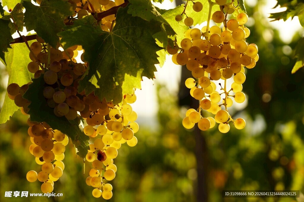 阳光下的金黄葡萄串