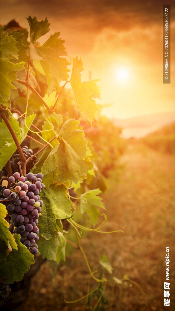 夕阳下的葡萄藤美景