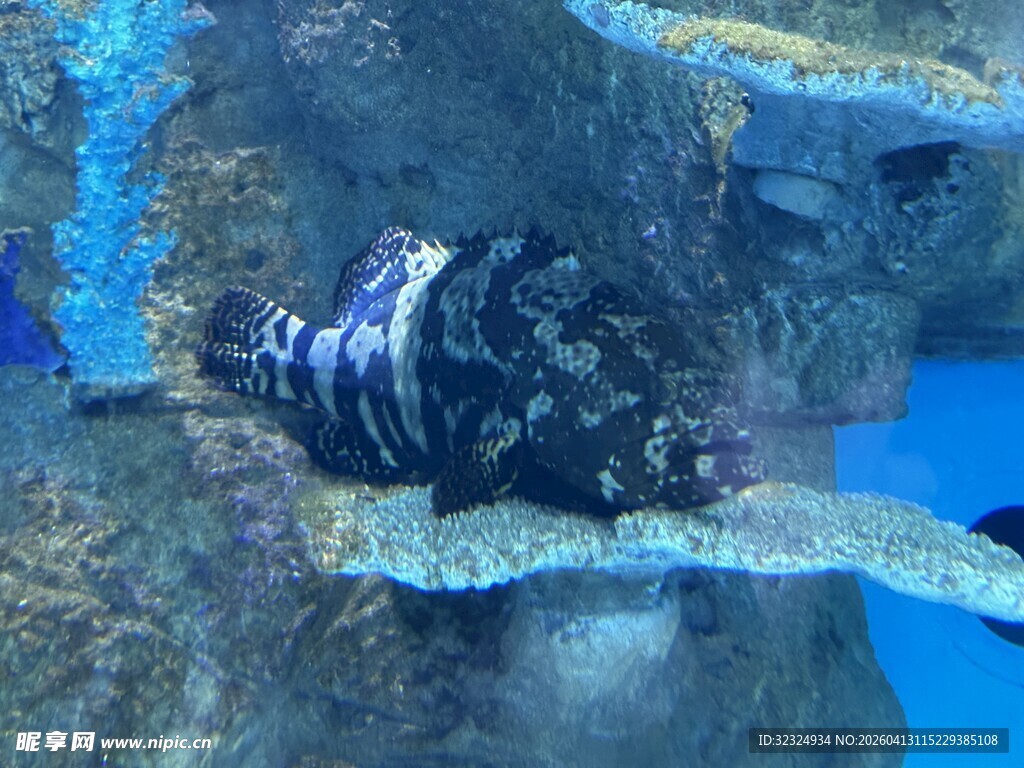 水族馆中的条纹深海鱼