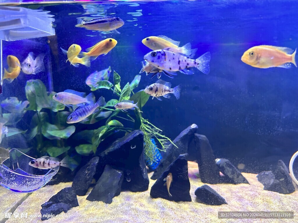 多彩热带鱼的水族箱景观