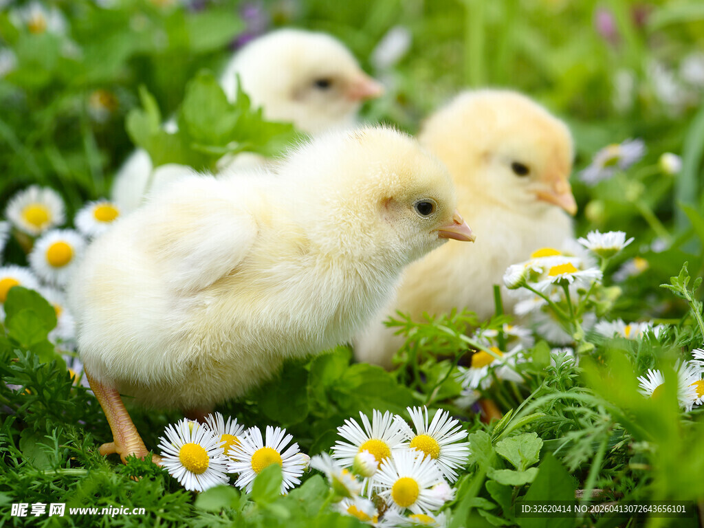 雏鸡漫步于雏菊绿草间