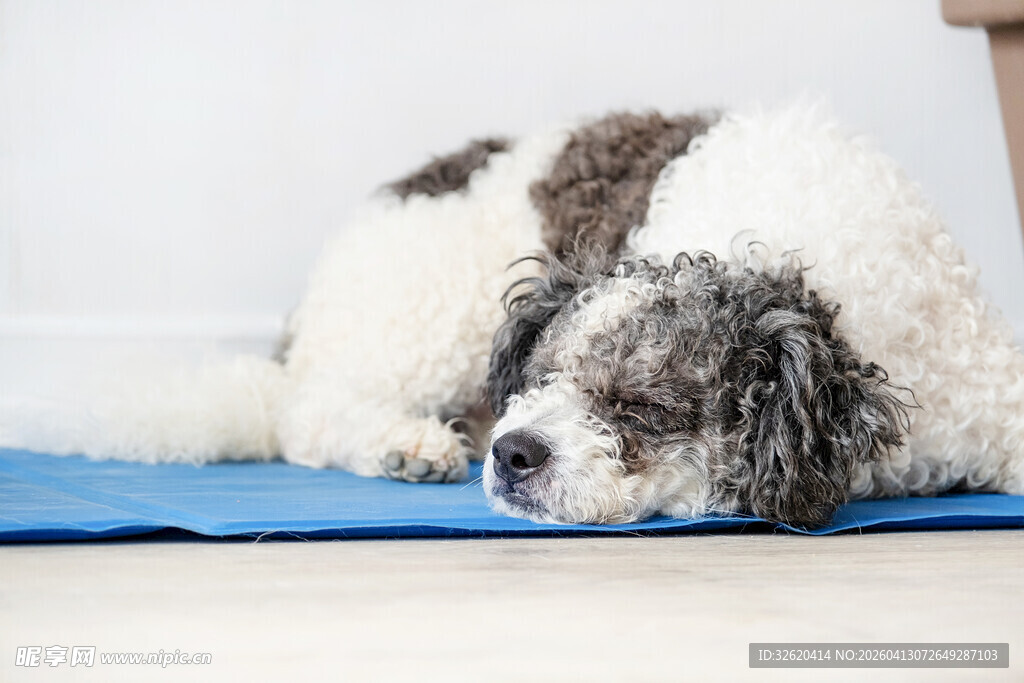 熟睡的宠物狗趴在蓝色垫子上