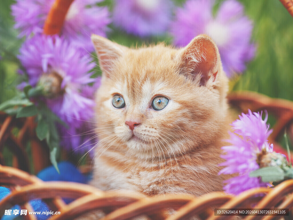篮子里的可爱橘猫
