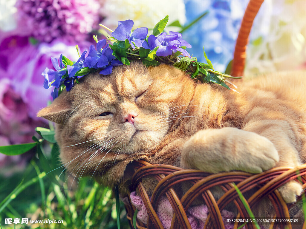 戴花环猫咪惬意躺篮中