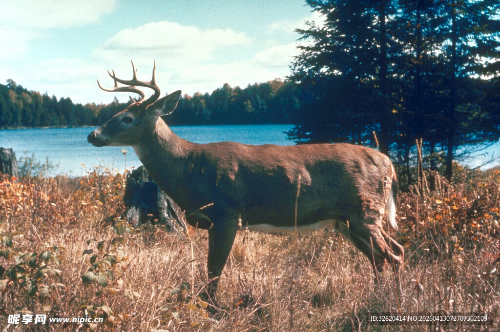 湖畔草地的雄鹿
