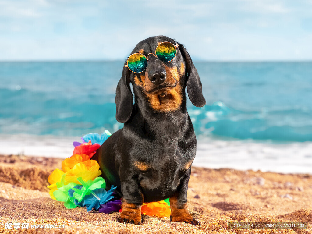 沙滩上戴墨镜的多彩腊肠犬
