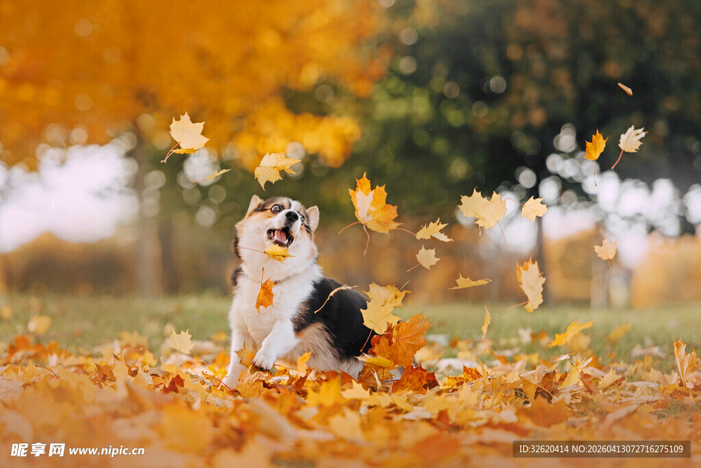 秋景中玩耍的可爱柯基犬