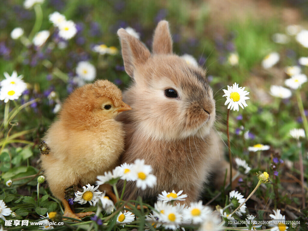 小兔小鸡共赏雏菊美景