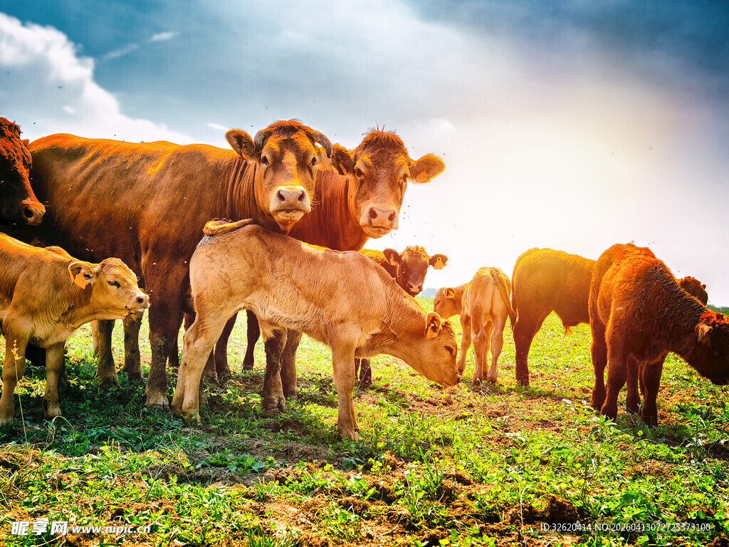 夕阳下的牛群在绿草地