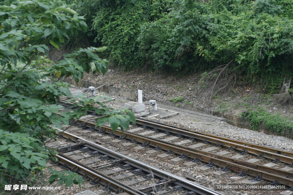 铁轨旁的白鹭与绿植