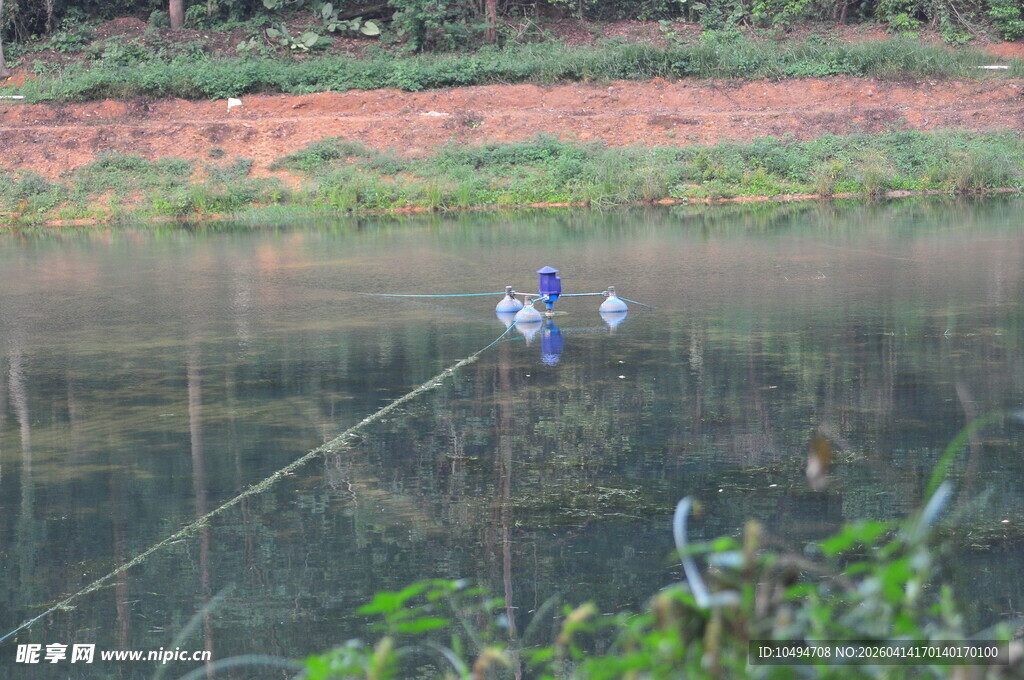 清澈鱼塘水草