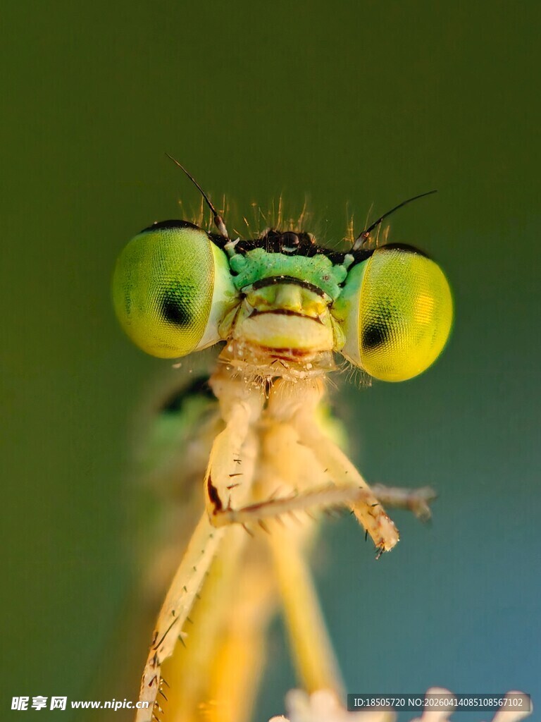 翠绿大眼的精致豆娘