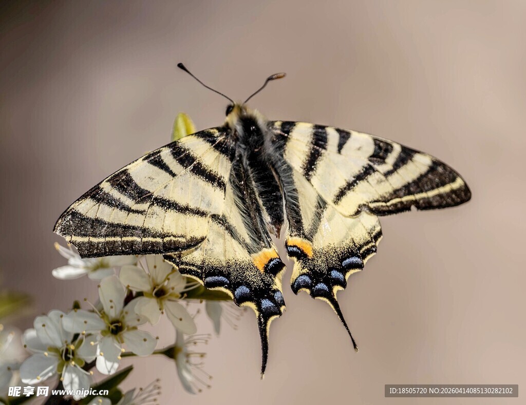 黄黑条纹蝴蝶停于白花上