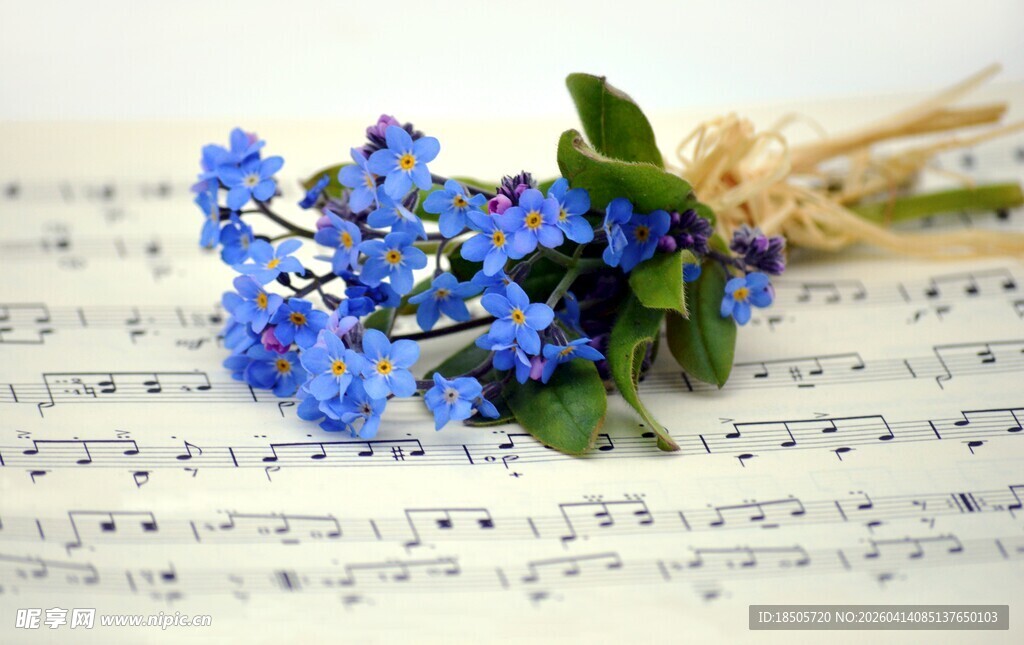 蓝花置于乐谱上的唯美画面