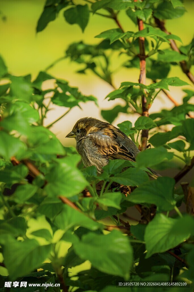 绿叶间的小鸟