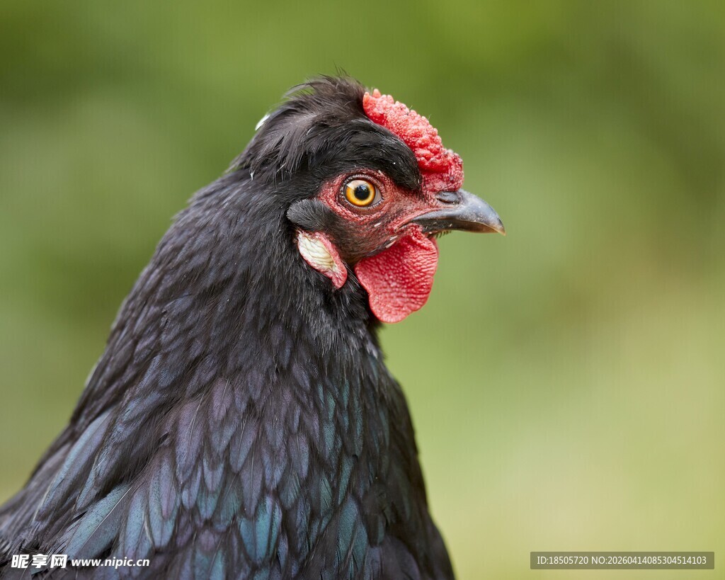 黑羽红冠鸡特写