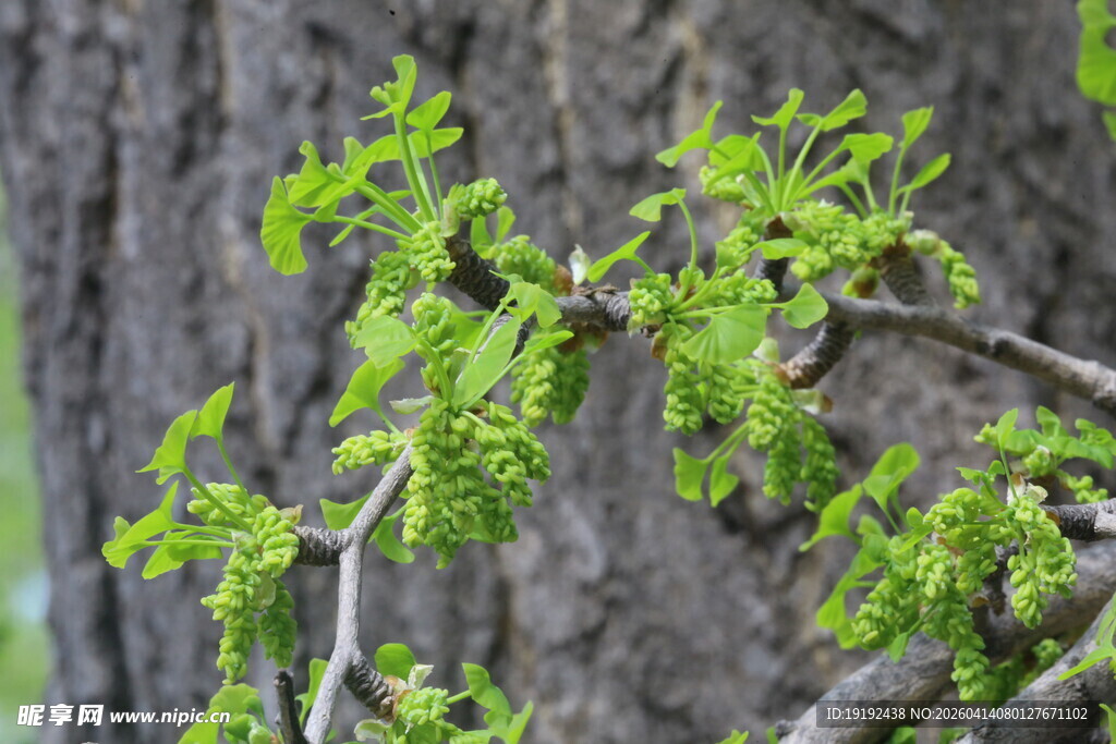 银杏树花  