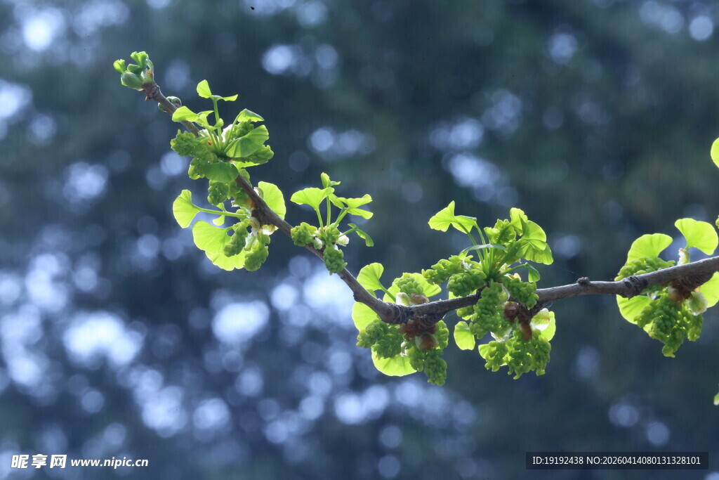 银杏树花  