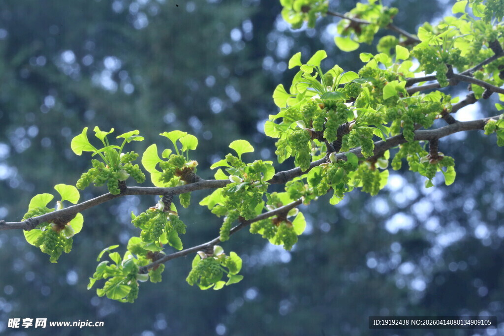 银杏树花 