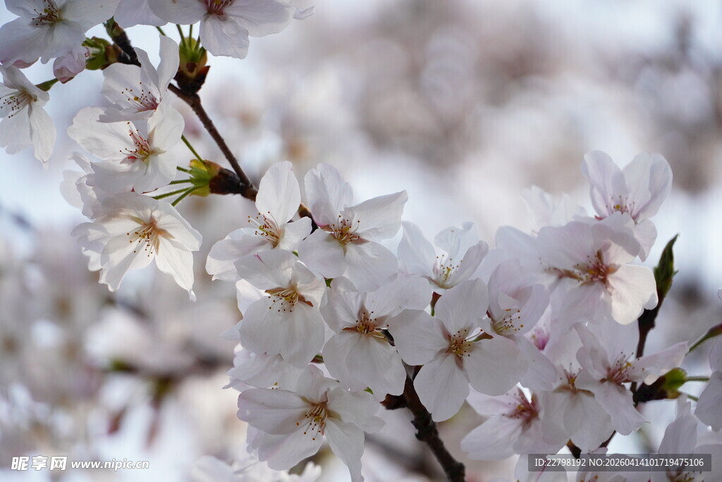 绽放的美丽樱花枝头