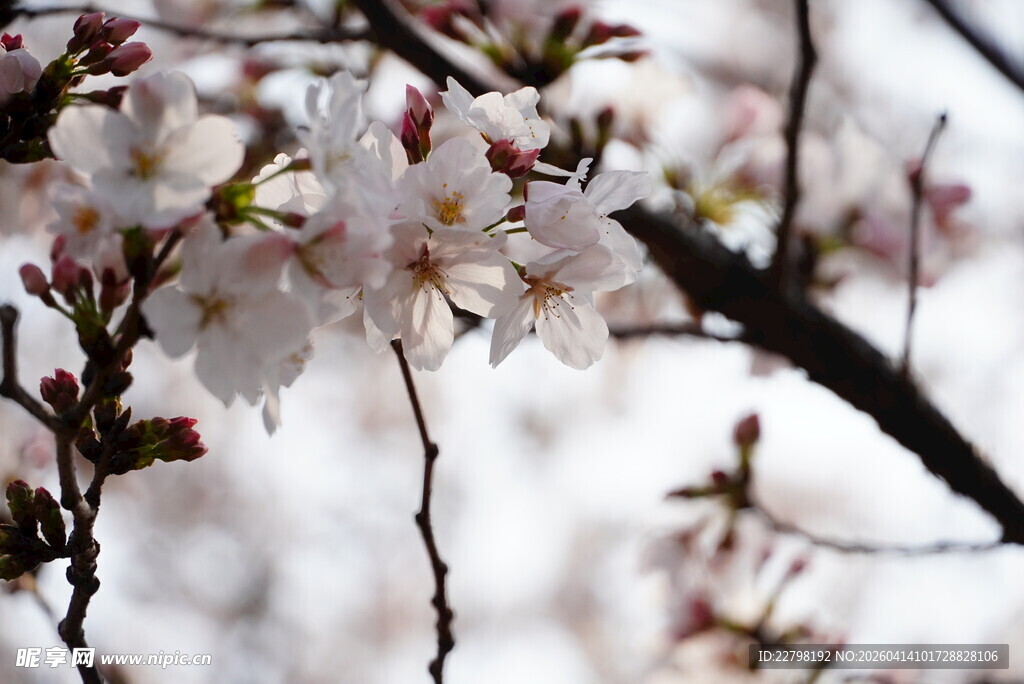 枝头绽放的粉嫩樱花