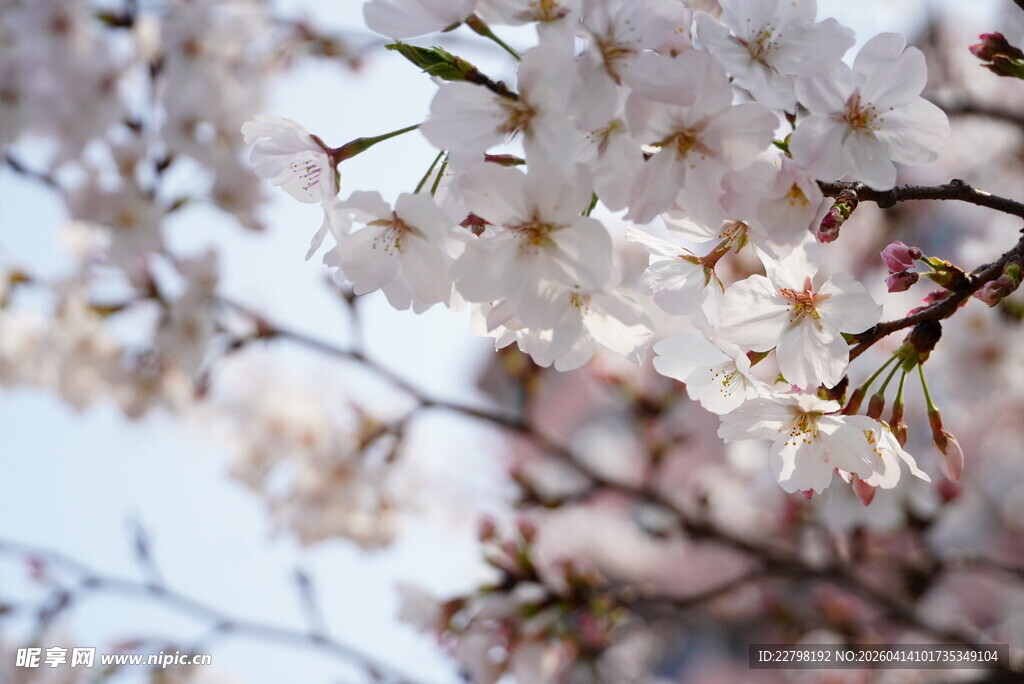 春日绽放的美丽樱花