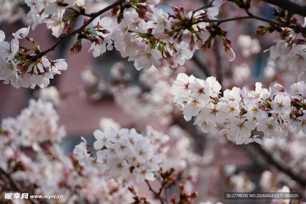 烂漫樱花绽放枝头