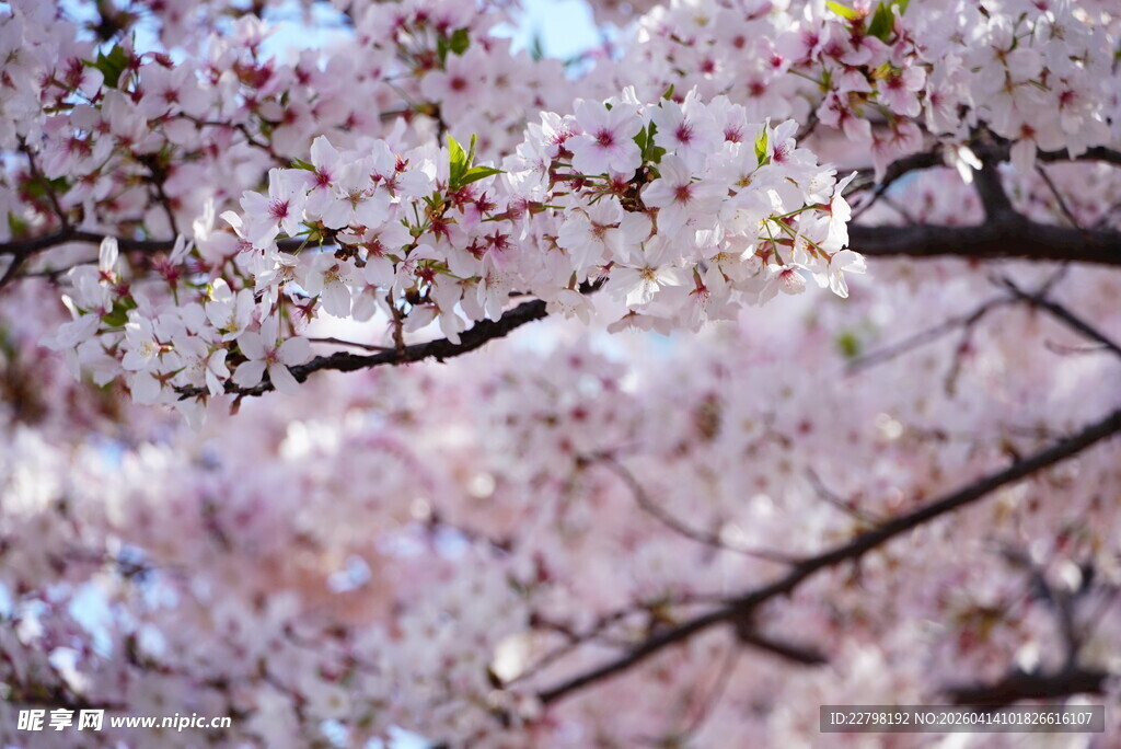 烂漫樱花绽放枝头