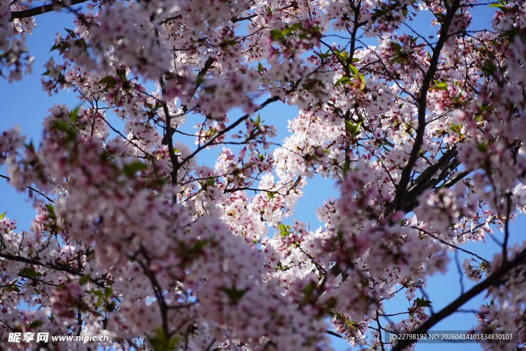 春日烂漫樱花绽放枝头
