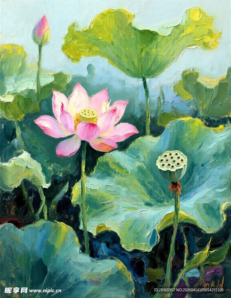 夏日荷花绽放美景