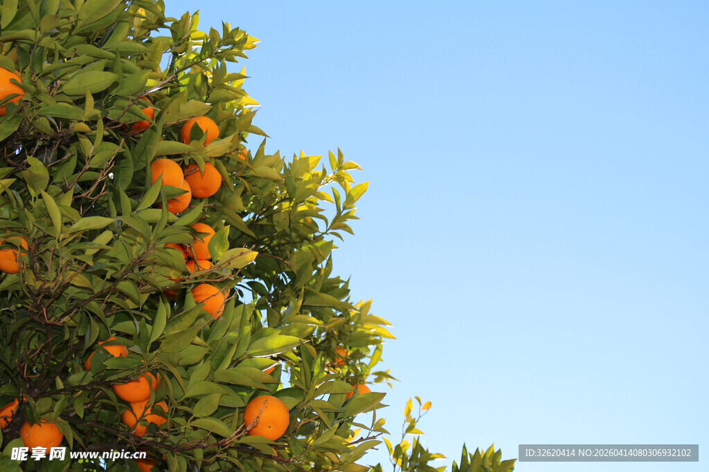 挂满橙子的果树