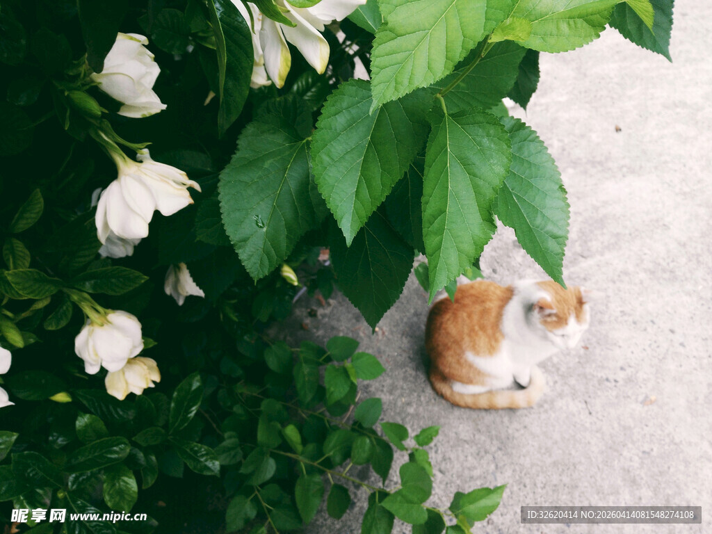 花丛中的橘白猫咪