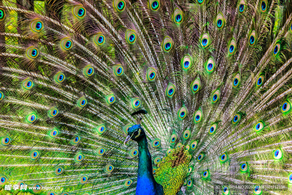 开屏孔雀展现绚丽羽毛