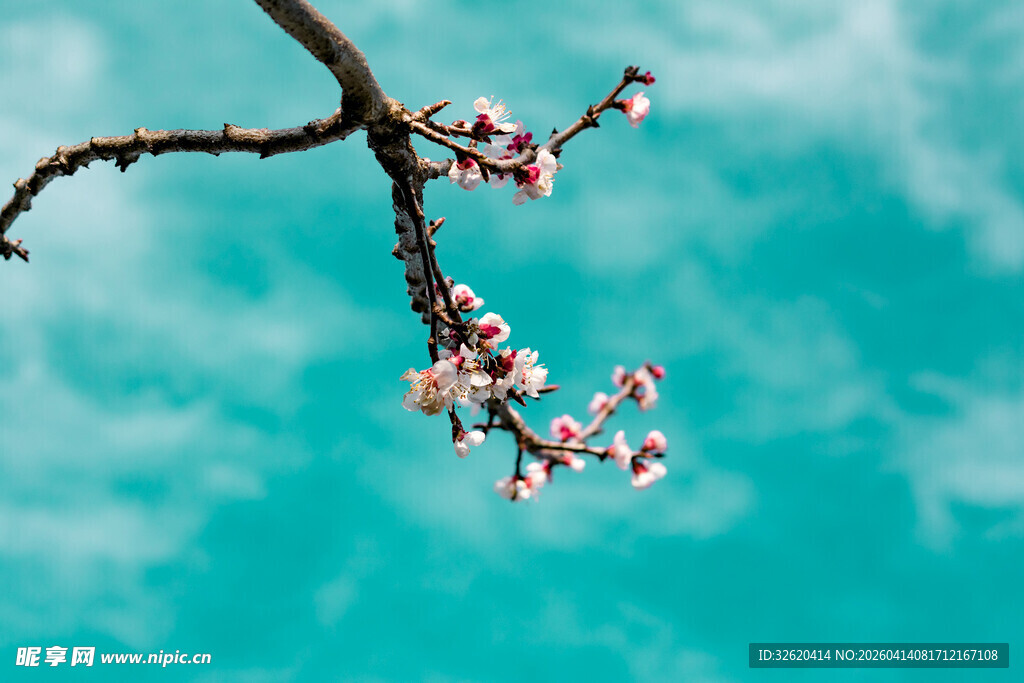 蓝天映衬下的烂漫花枝
