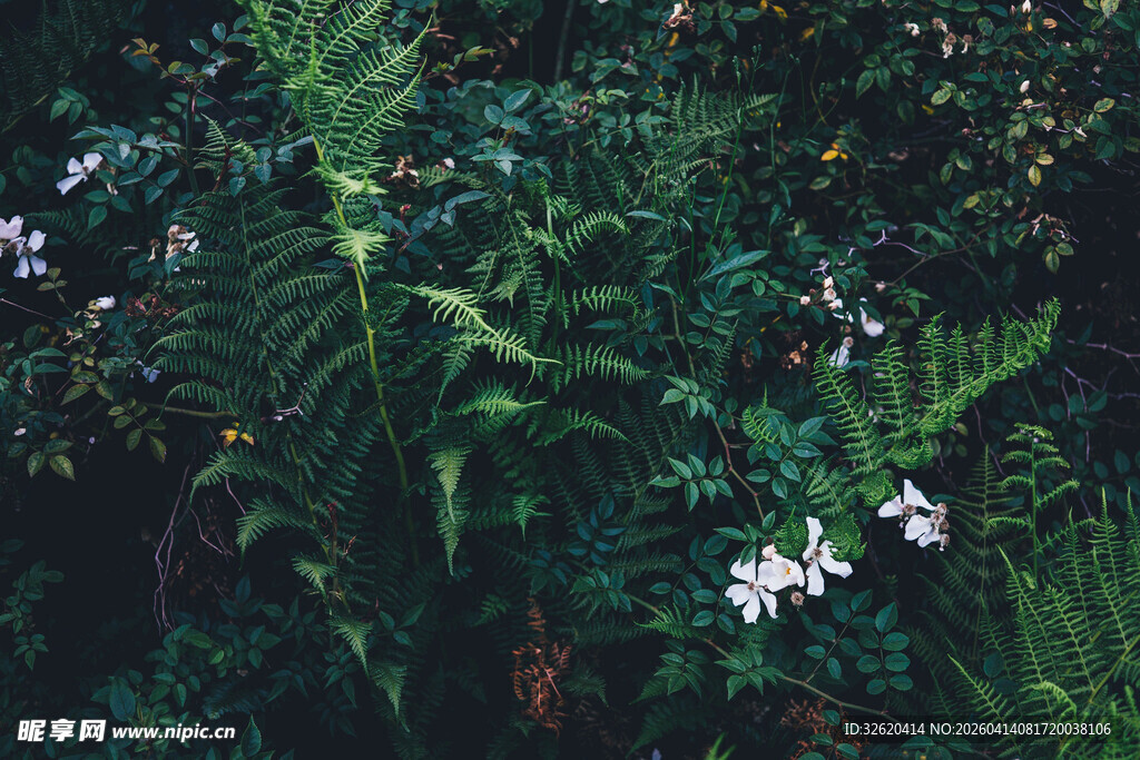 绿叶丛中的白色小花